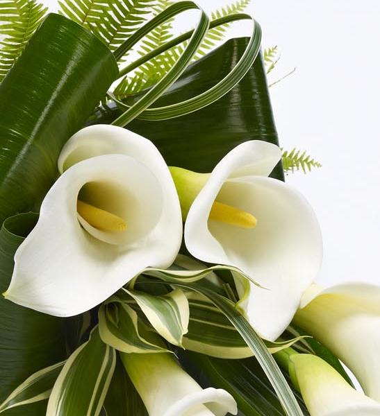 Calla Lily Sheaf white - Funeral Flowers Atherstone